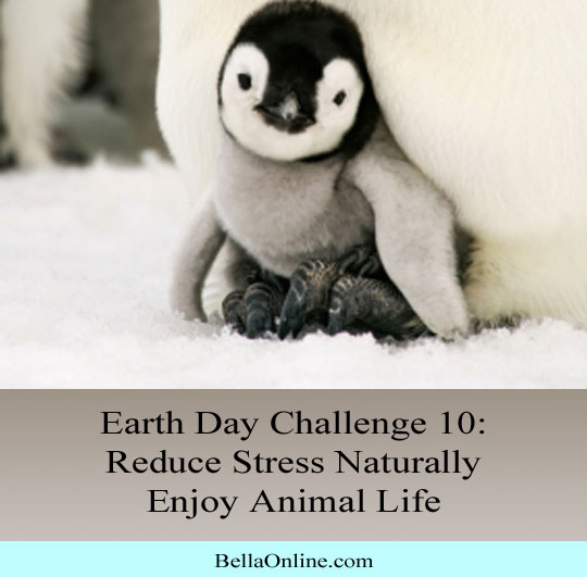 Enjoy Animal Life - Earth Day Challenge