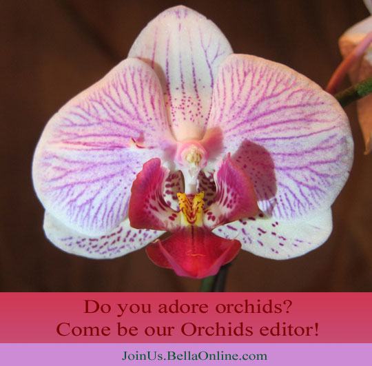 Orchids Writer Wanted