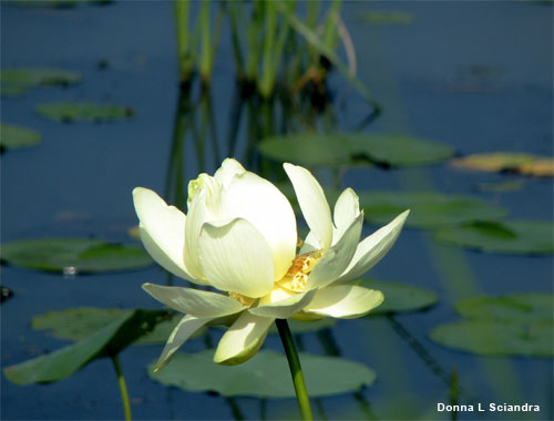 Mississippi Water Lily by Donna L Sciandra