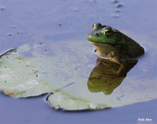 Massachusetts Bullfrog by Bob See