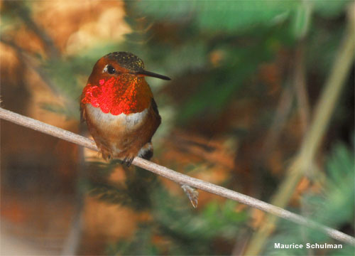 Rufous Hummingbird by Maurice Schulman