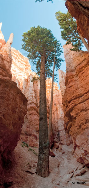 Tree - Bryce Canyon by Al Rollins