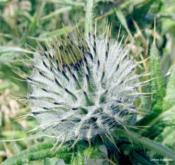 Thistle by Donna Sciandra
