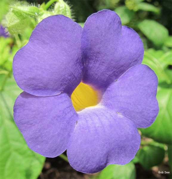 Purple Flower by Bob See