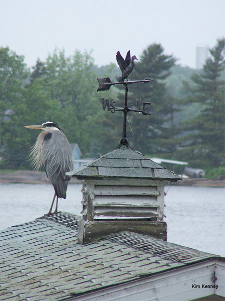 Blue Heron on Boathouse by Kim Kenney