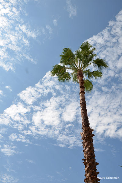 Skyward Palm by Maury Schulman