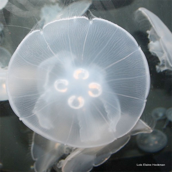 Moon Jellyfish by Lois Elaine Heckman