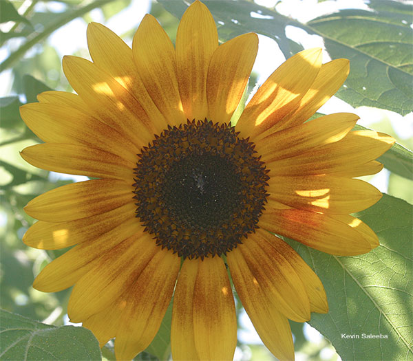 Sunflower in the Shade by Kevin Saleeba