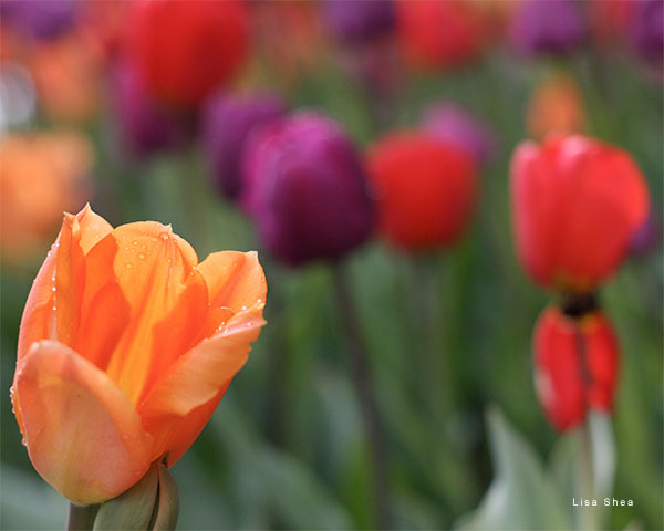 Tulips by Lisa Shea
