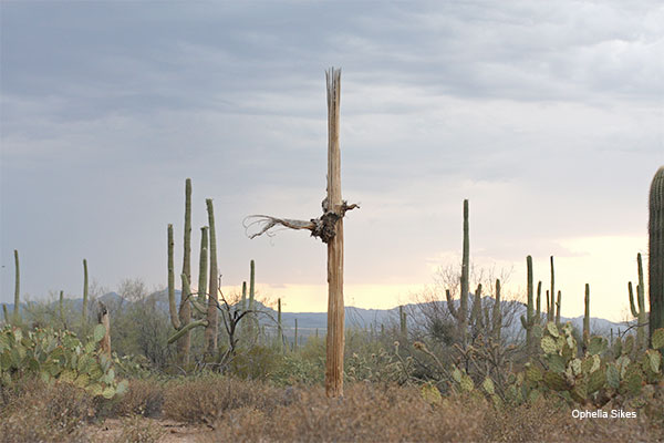 Saguaro 2 by Ophelia Sikes