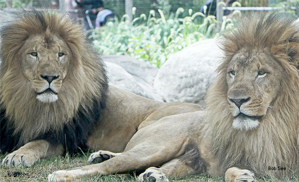 Lions by Bob See