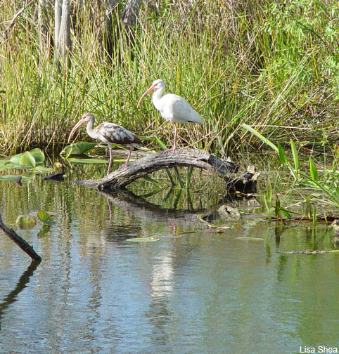 Ibis in the Everglades by Lisa Shea