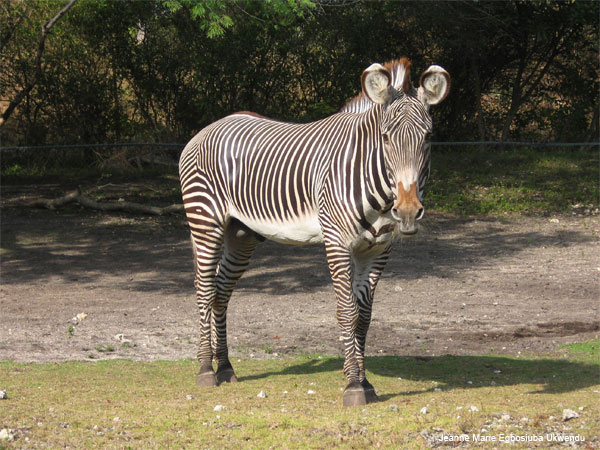 Posing Zebra by Jeanne Marie Egbosiuba Ukwendu