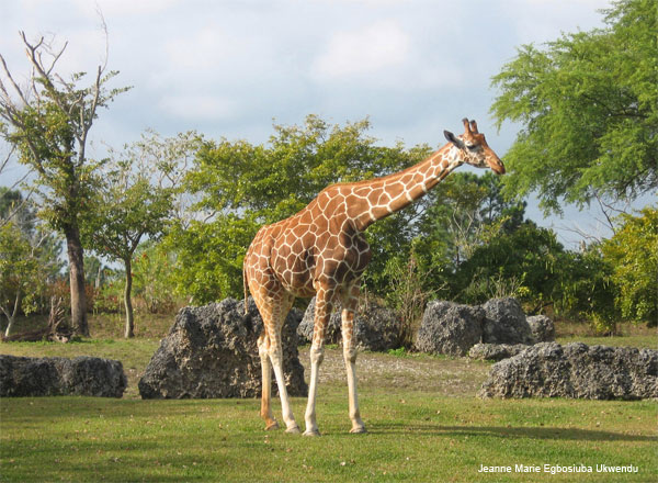Reticulated Giraffe by Jeanne Marie Egbosiuba Ukwendu