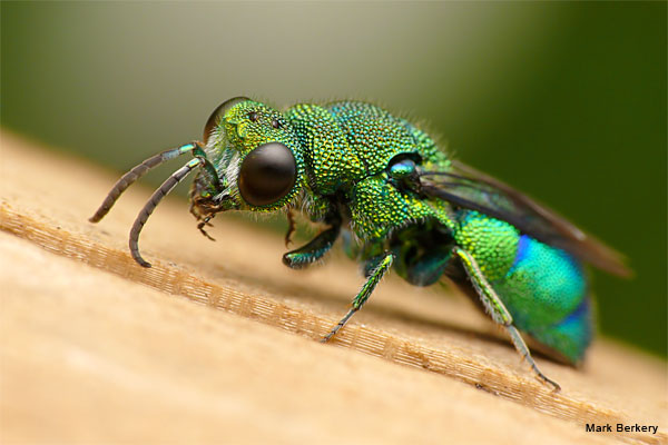 Emerald Cuckoo Wasp by Mark Berkery