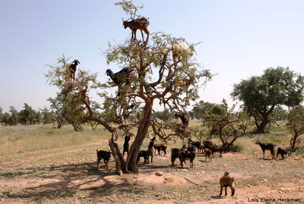 Goat Tree by Lois Elaine Heckman