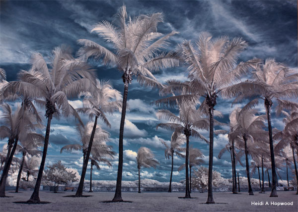 South Beach Palms by Heidi A Hopwood