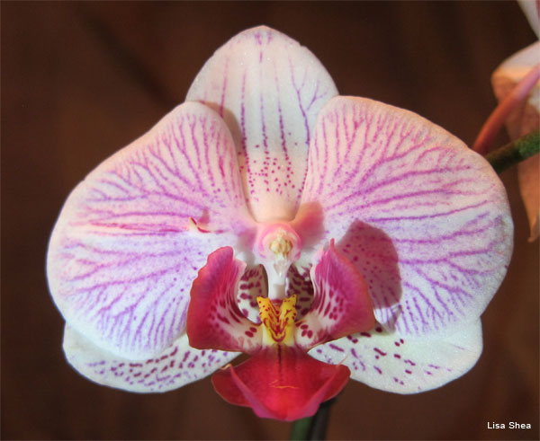 Orchid by Lisa Shea