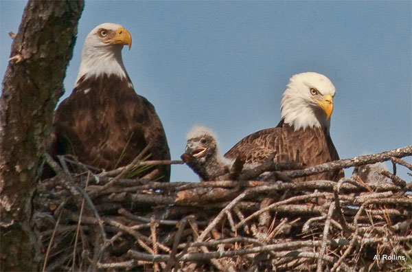 Eagle Family by Al Rollins
