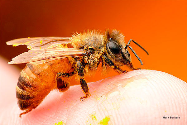 Bee Business by Mark Berkery