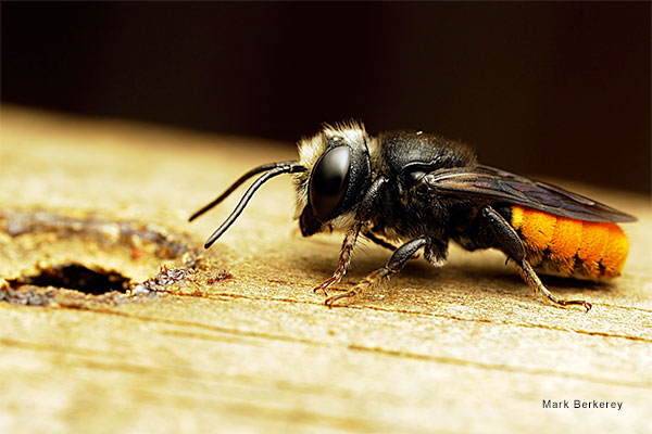 Orange Tail Resin Bee by Mark Berkerey