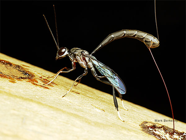 Ichneumon Wasp by Mark Berkerey