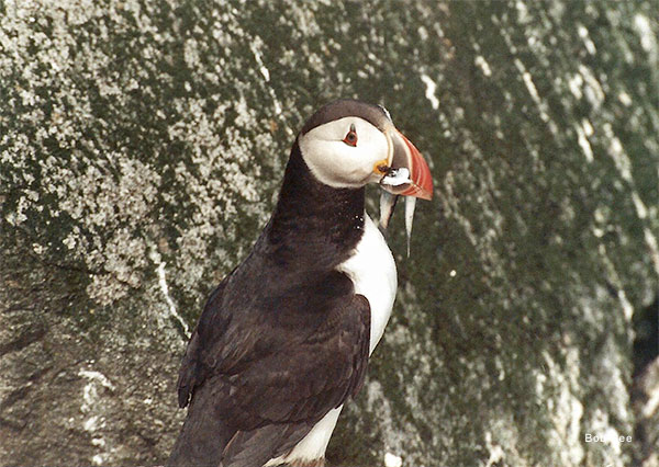 Atlantic Puffin by Bob See