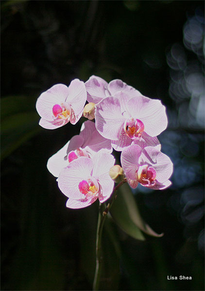 Orchid by Lisa Shea