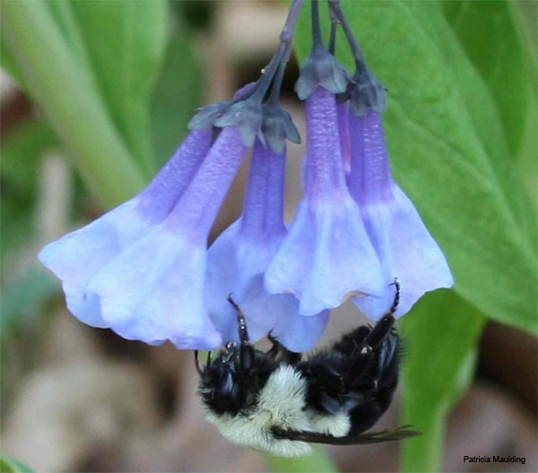 Bluebell Bumble by Patricia Maulding