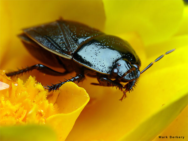 Beetle in Clover by Mark Berkery
