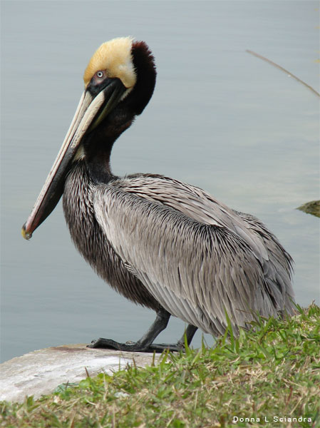 Pelican by Donna Sciandra