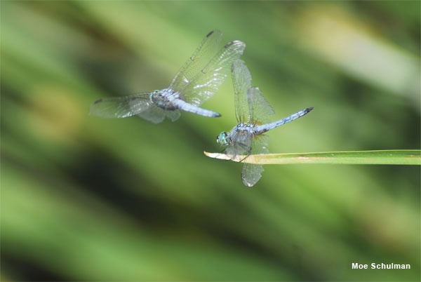 Flight of the Dragonfly by Moe Schulman