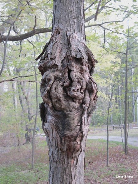 Maple Tree Burl by Lisa Shea