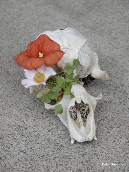 Deer Skull Bouquet by Debi Gardiner