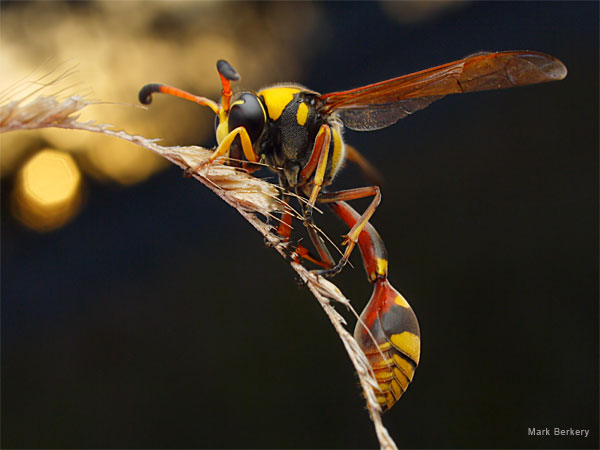 Potter Wasp by Mark Berkery
