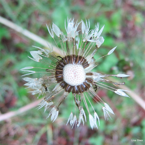 Dandelion and Dew by Lisa Shea