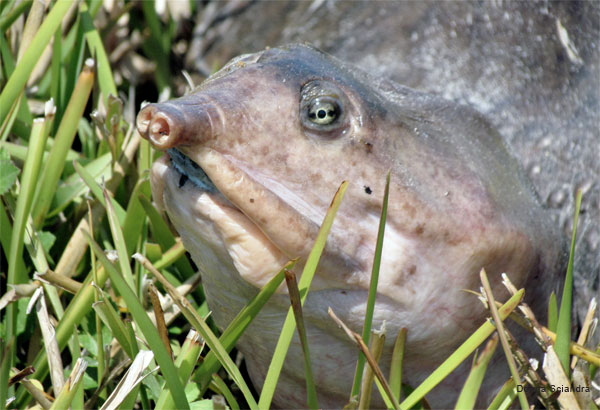 Florida Soft Shell Turtle by Donna Sciandra