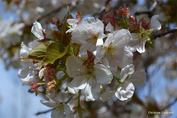 Cherry Blossoms by Christine Catalano