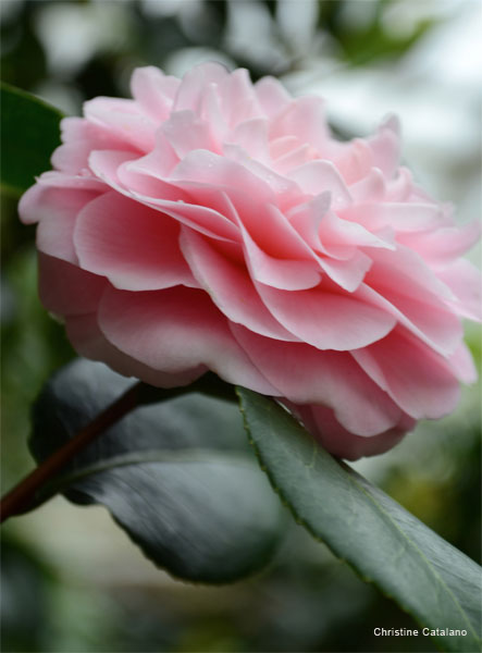 Camellia Solitaire by Christine Catalano