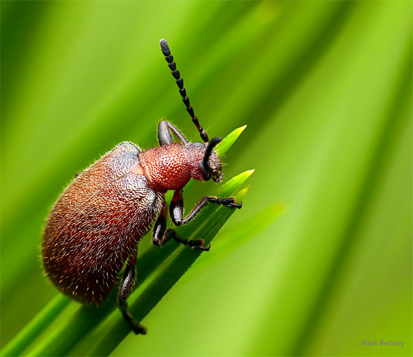 Brown Darkling Beetle by Mark Berkery