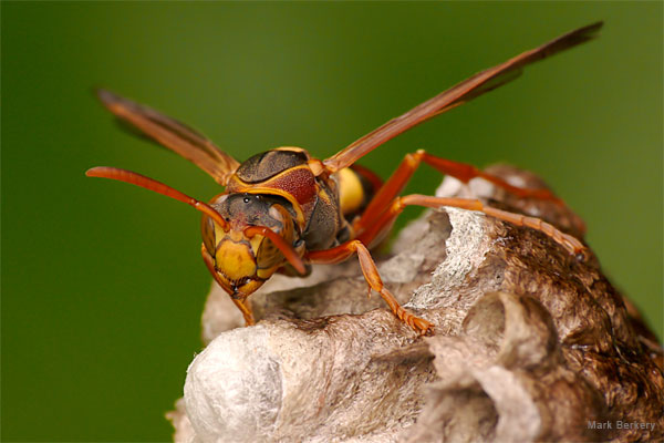 Paper Wasp by Mark Berkery