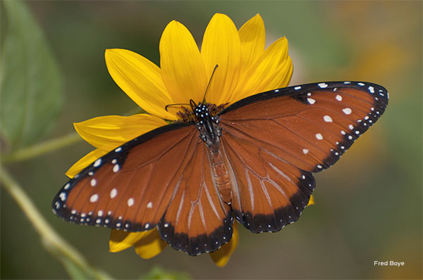 Queen Butterfly On Sunflower by Fred Boye