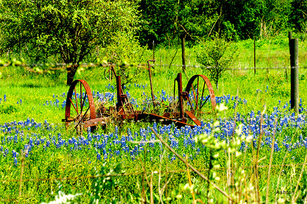 Rusted in Bluebonnets by Ashton