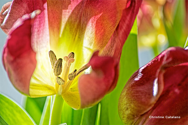 Tulips at Work by Christine Catalano