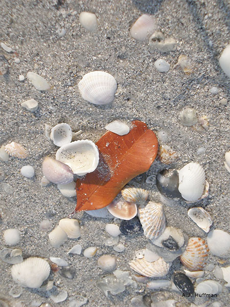 Shells and Leaf by A. J. Huffman