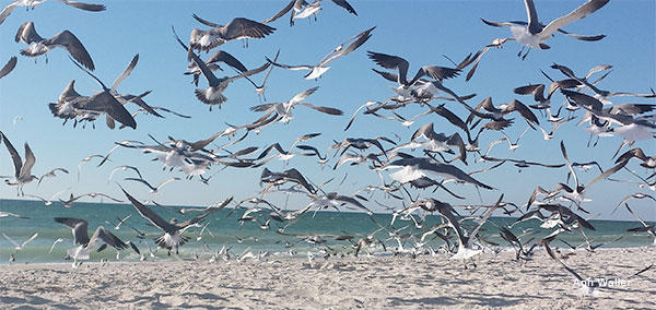 Nokomis Gulls in Flight by Ann Waller