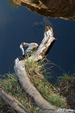 Root, Water, Sky, Digital Photography by Jill Florio
