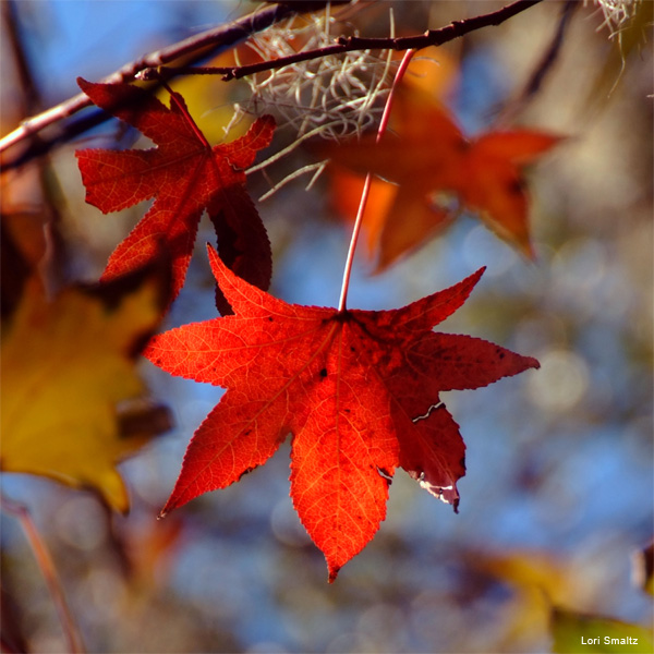 Autumn Stars by Lori Smaltz
