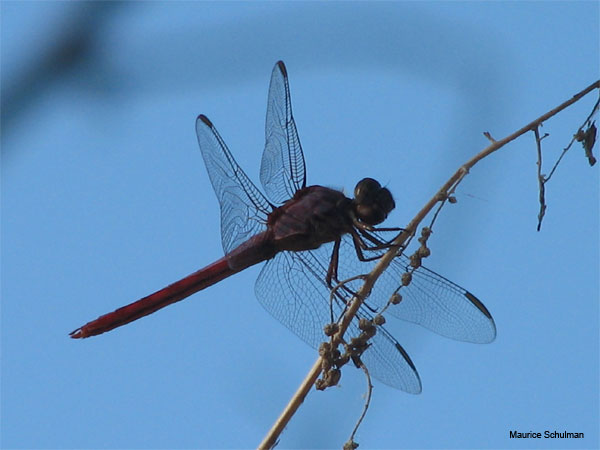 Dragonfly Outline by Maurice Schulman