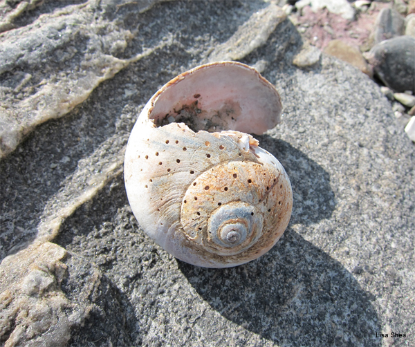 Shell with Holes by Lisa Shea